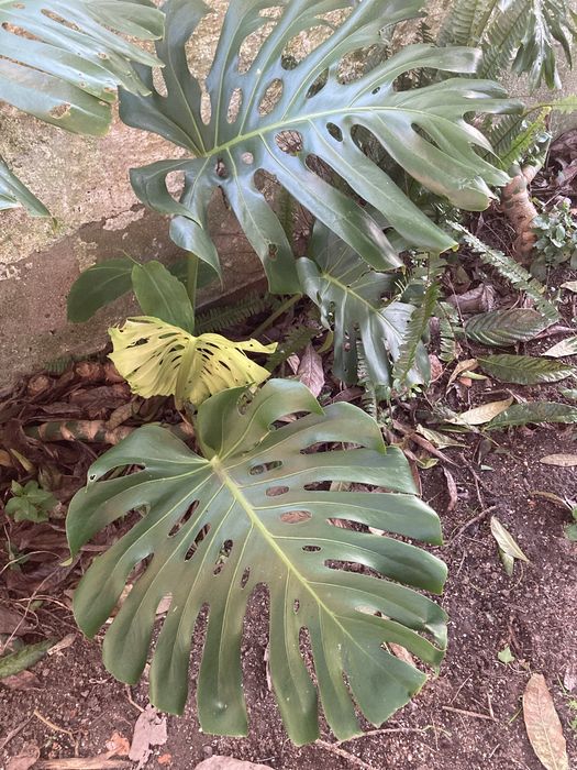 Monstera ou Costela de Adão