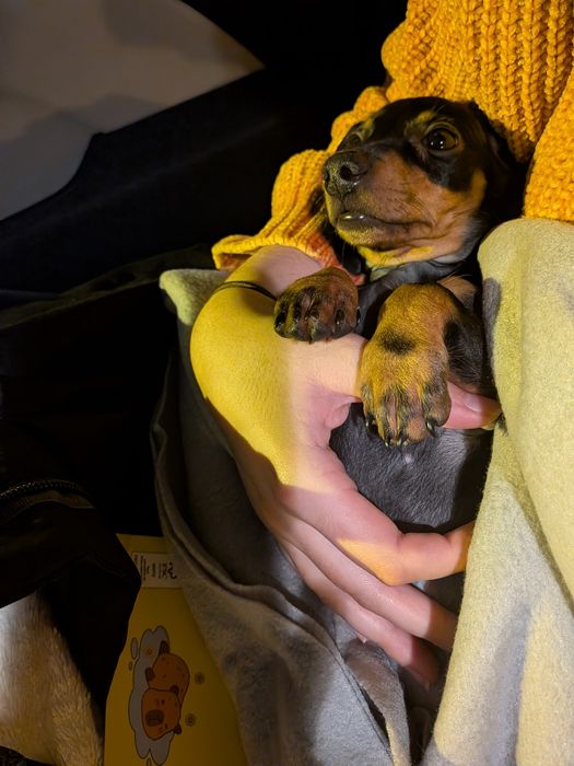 Teckel fêmea com LOP [pedigree]