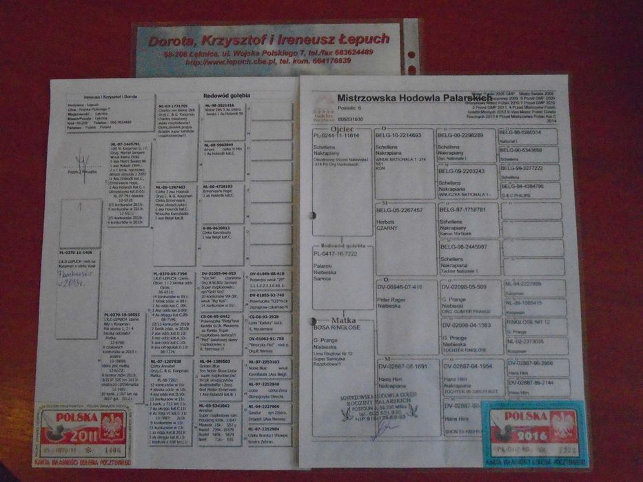 gołębie pocztowe stare