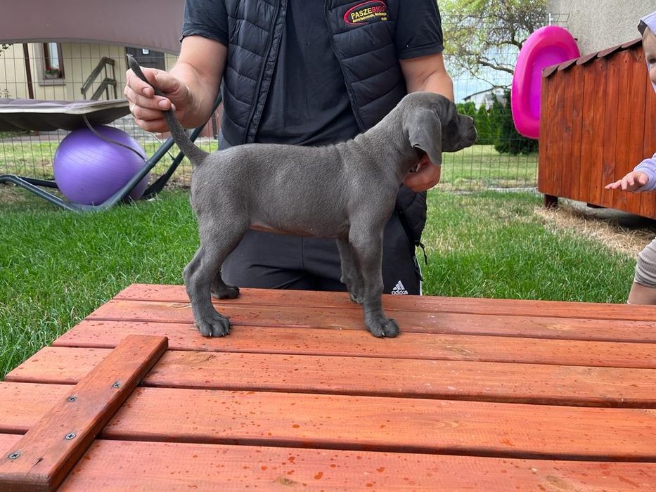 Cane Corso wzorowa suczka