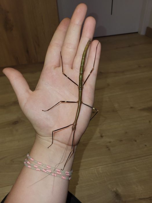 patyczak Lonchodiodes sp. ilocos