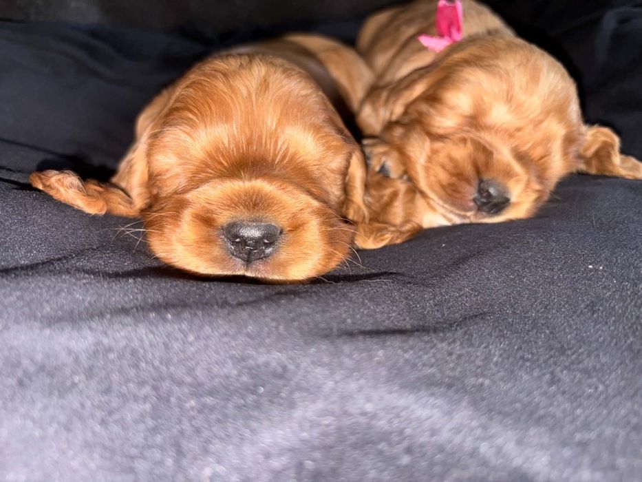 Cocker spaniel angielski piesek