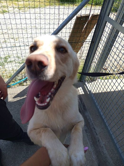 Cadelinha para adopção responsável