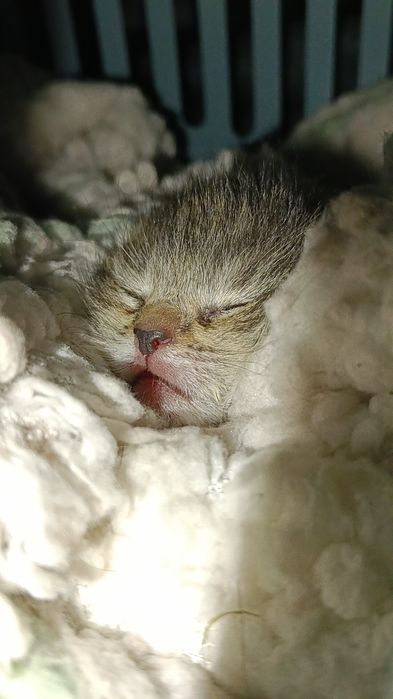 Kociak do adopcji