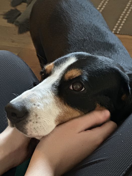 Domowa opieka nad psem, dyplomowany behawiorysta, hotel dla psa