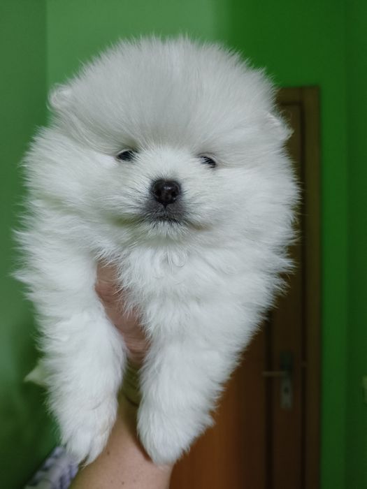 Lulu da Pomerânia menino