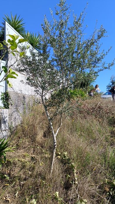 Oliveiras para venda