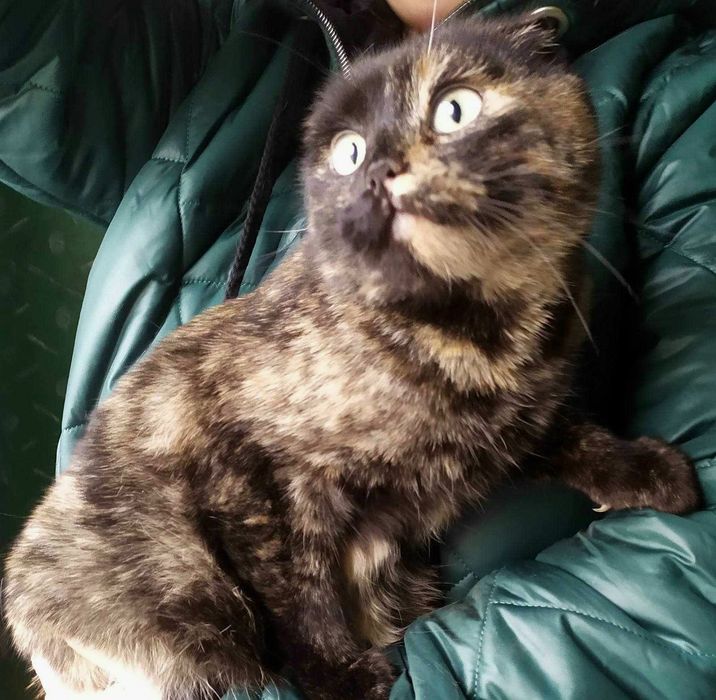 Вислоухая котёнок-подросток ищет дом! Отдам в хорошие руки!