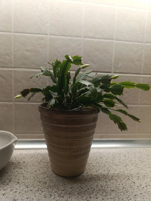 Різдвяник  білий з бутонами