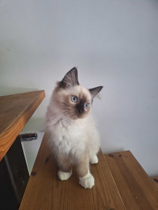 Kocurek Ragdoll blue i seal  mitted
