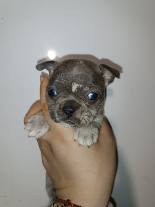 Красуні та красені французята з доставкою до вас без предоплат