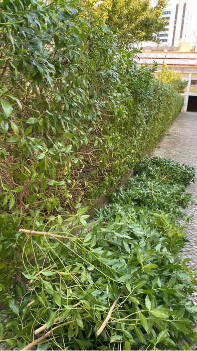 Serviços de Jardinagem