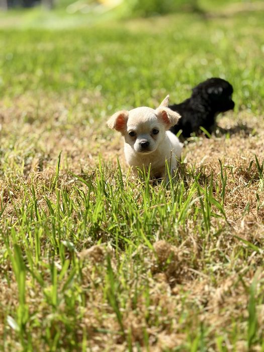 Chihuahua pelo longo com LOP