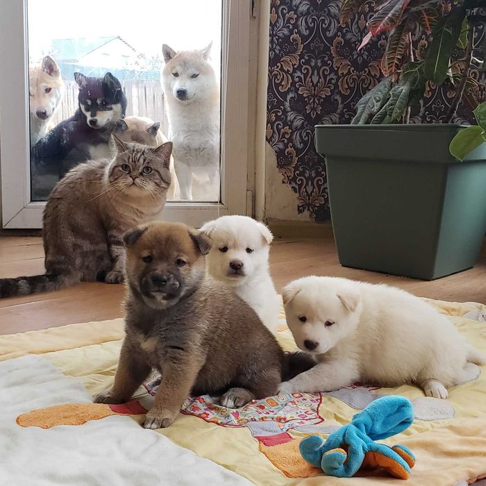 Шиба/Сіба/Shiba, КСУ-FCI! Київ, або відправлю. Є "Оплата частинами"