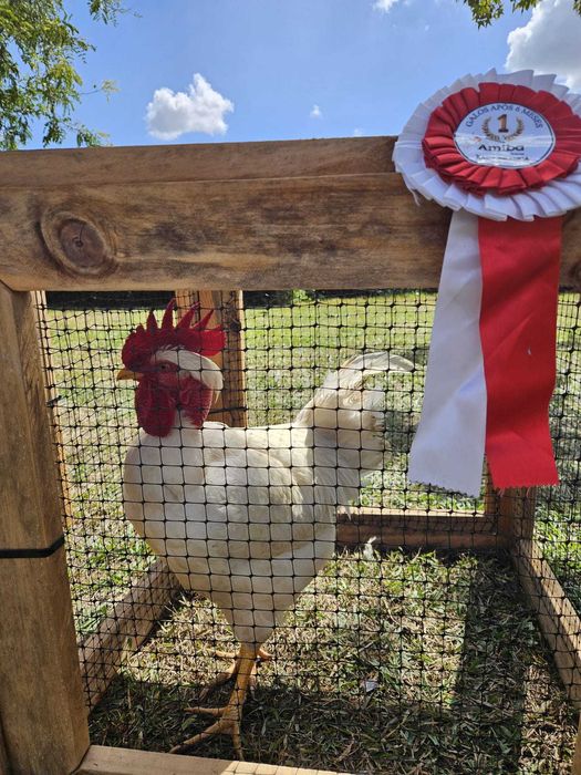 Ovos de Galinha Branca Portuguesa