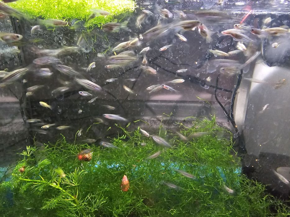 Danio pręgowane weloniaste