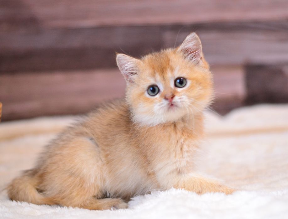 Хлопчик золотий британчик