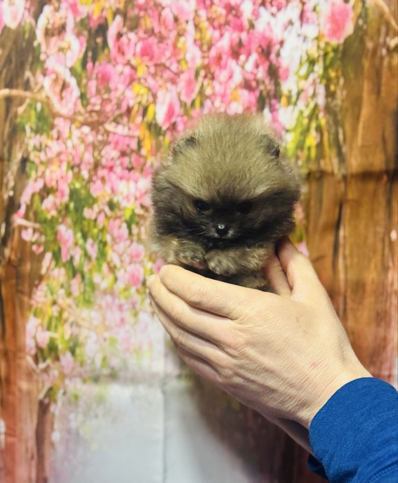 Супер-МІНІ хлопчик КСУ