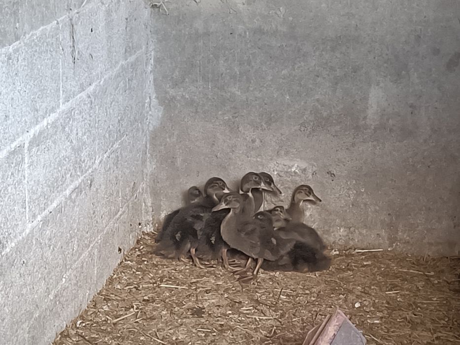 Ninhada de patos reais