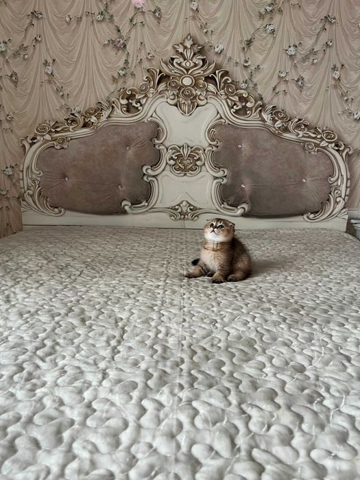 Хлопчик Золота шиншила. Шотландські кошенята. Золотая шиншилла