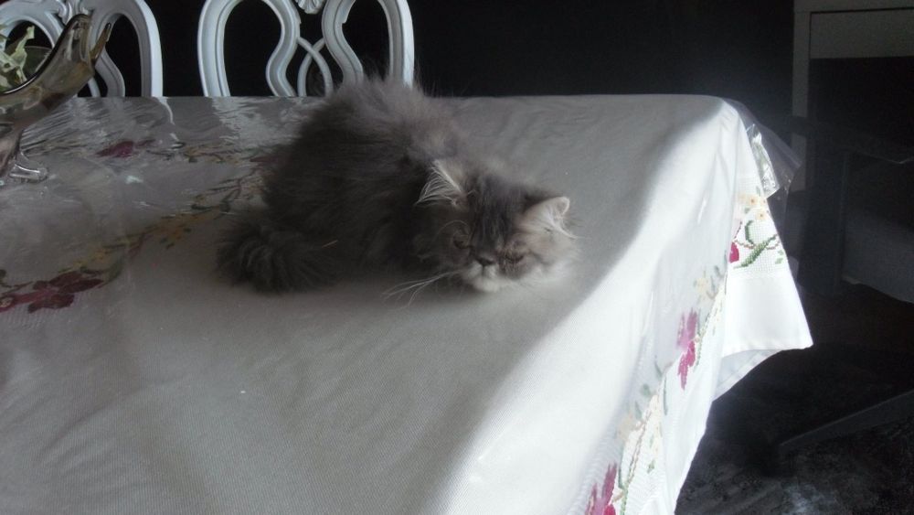 Gato macho persa