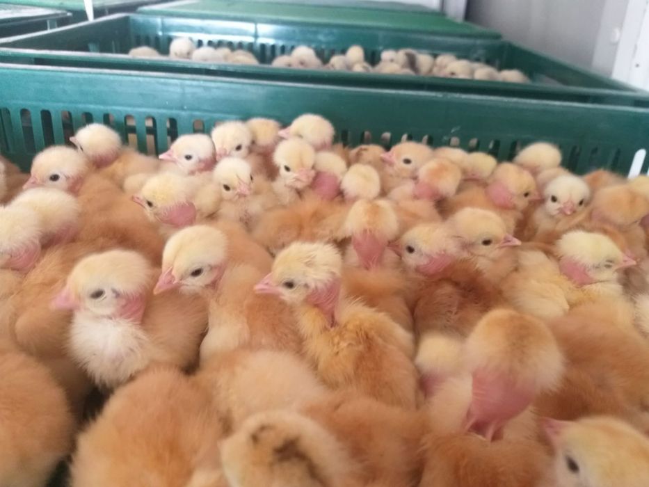 Бройлер Кобб-500, Мастергрей, Редбро, Іспанка, Геркулес