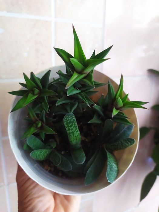 Суккуленти:Гастерія, астролоба  agave montana