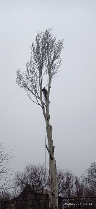 Валка та спил важких дерев.