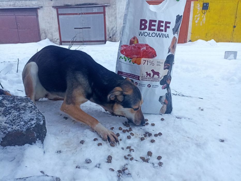 Собака шукає сім'ю