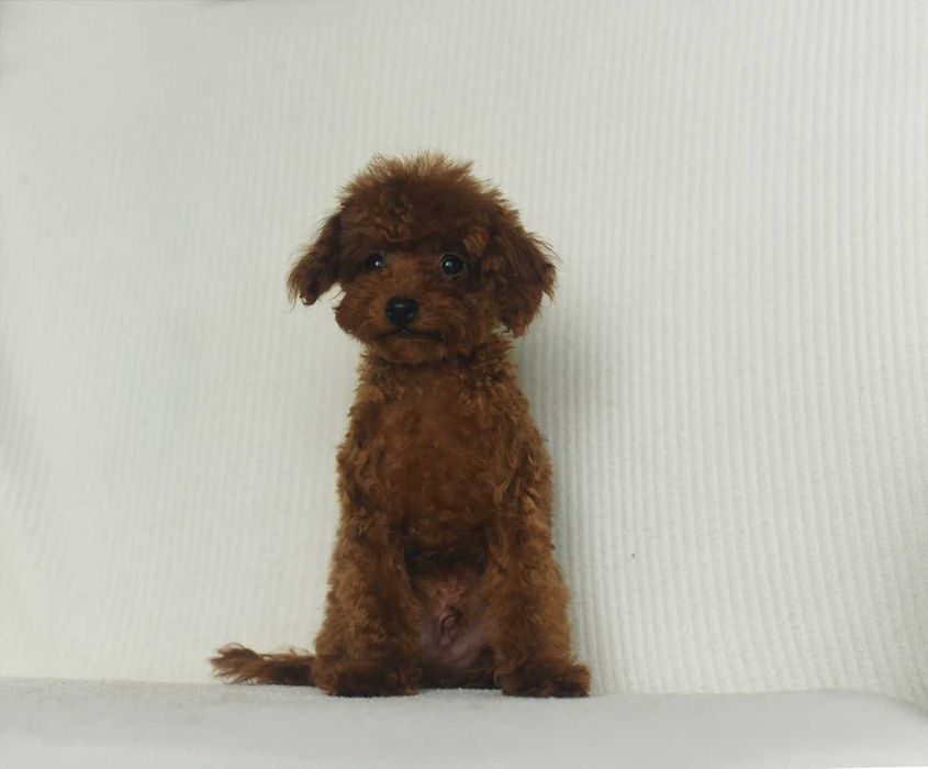 Pudel toy-cudny chlopak teacup xs