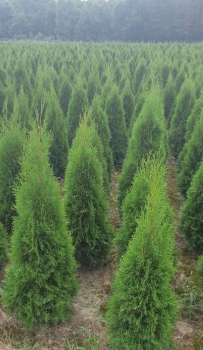 Tuja Szmaragd wys 100cm