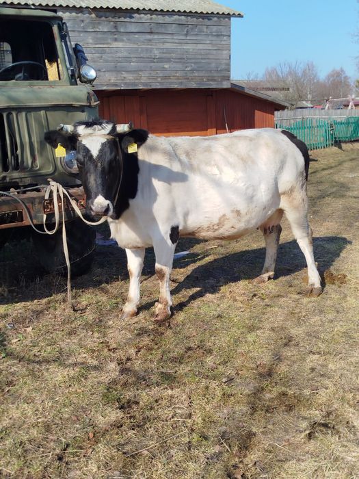 Подам молоду корівку
