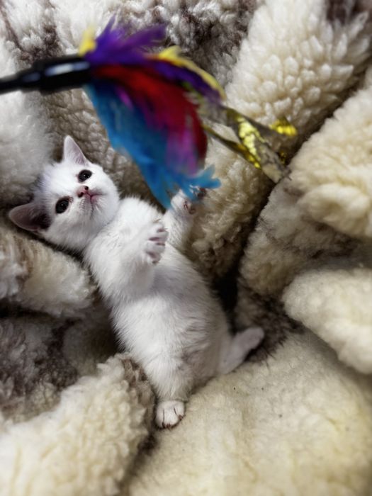 Kot brytyjski -British Shorthair ( krótkowłosy)