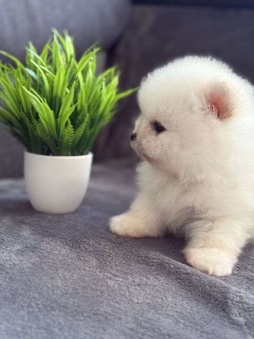 Біле янголятко - неймовірний Померанський хлопчик