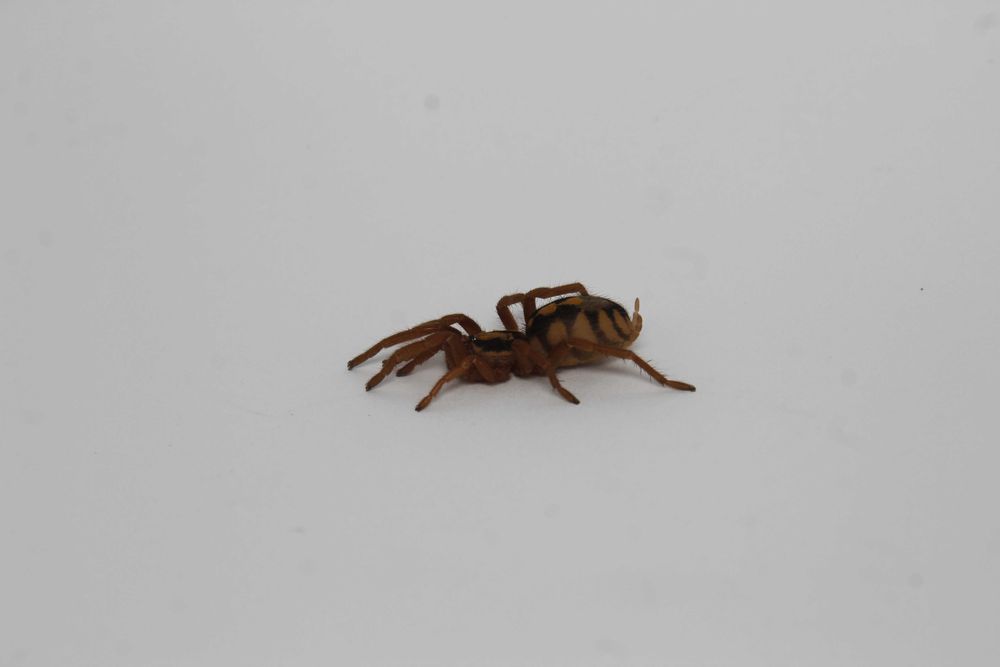 Ptasznik Hapalopus Formosus (ex. Columbia Gross) 2DC