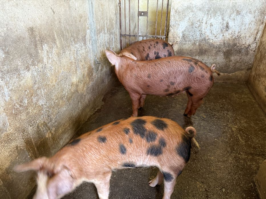 Porcos DUROC  80-120kg