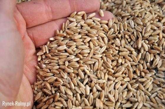 Sprzedam Pszenżyto 2025