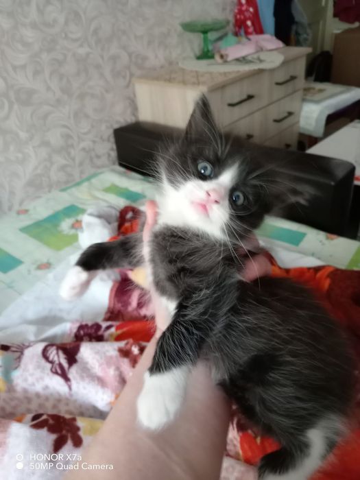 Большой выбор котят