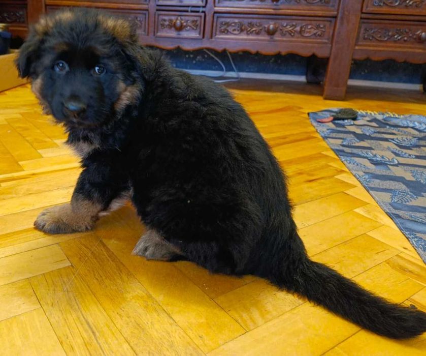 Owczarek niemiecki FCI długowłosy