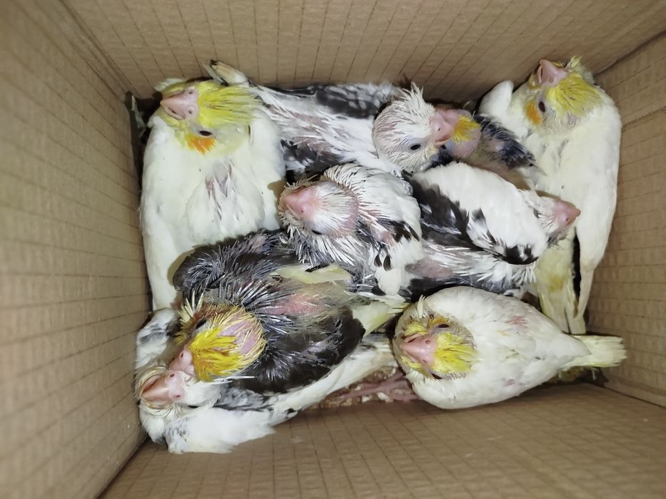 Caturra domésticada