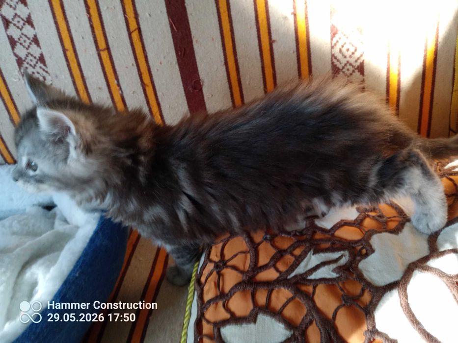 Koteczka Maine Coon