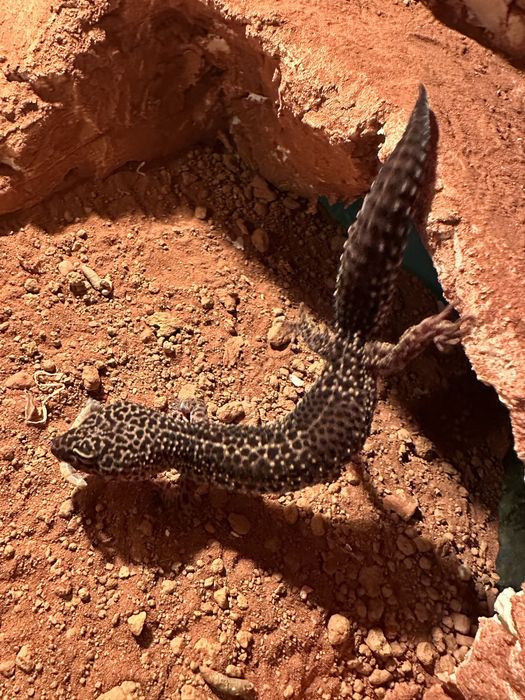 Jaszczurki z terrariami lub bez