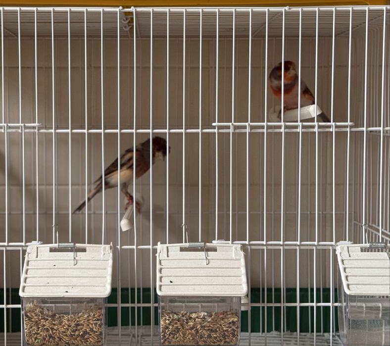 Casal de canarios Arlequim Português