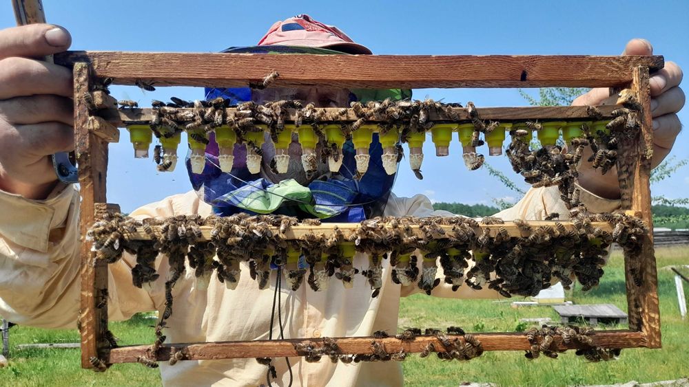 Бджолопакети, відводки, бджолосім’ї на 2025 рік