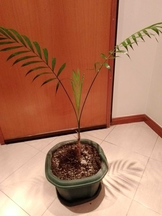Apenas 5 € palmeira em fase de crescimento .