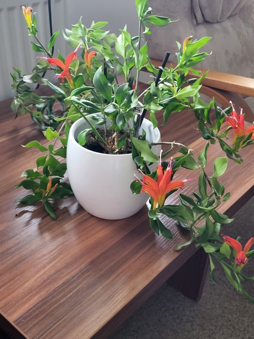 Szczepki aeschyantus