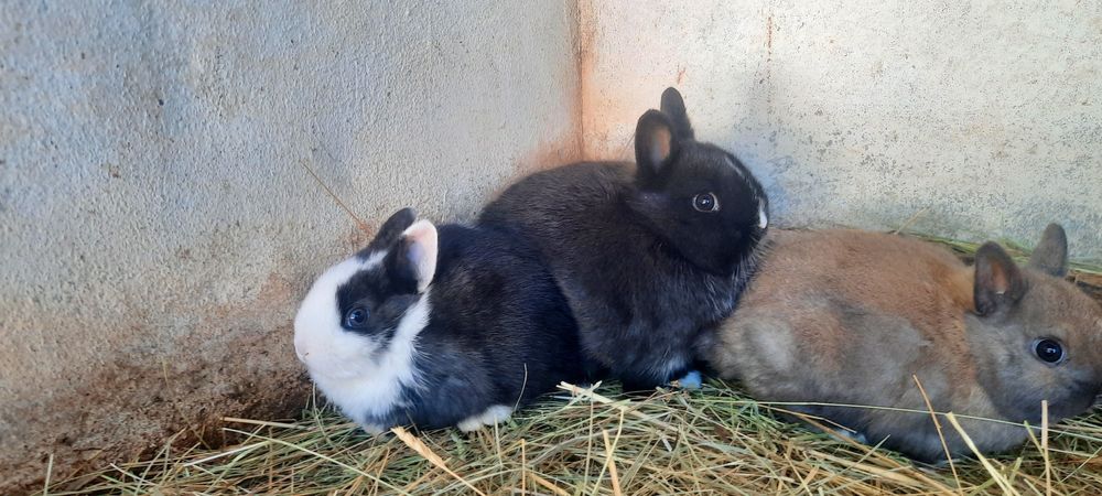 Coelhinhos Anão bebés