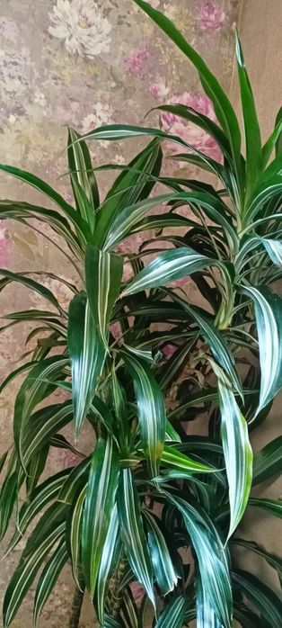 Продам кімнатну квітку драцену 175 см висотою