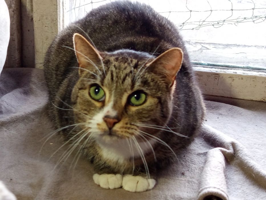 Kocurek marzy o domku