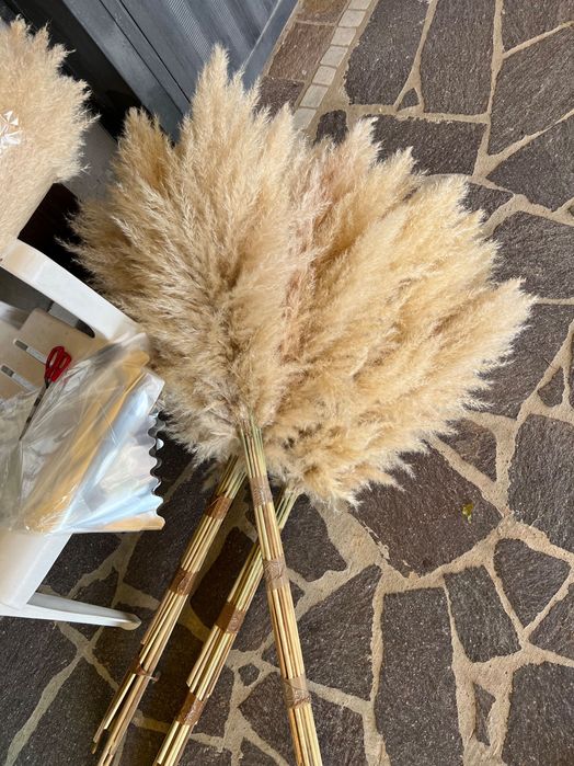 Пампасна   трава